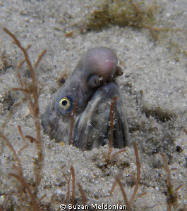 Whip Eel, or locally known as the Jimmy Durante Eel (Bacy... by Suzan Meldonian 